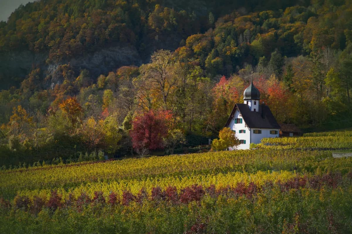 Vignoble ancestral baigné de lumière